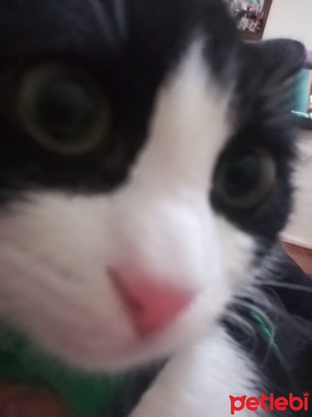 Tuxedo (Smokin) Kedi, Kedi  Müşerref fotoğrafı