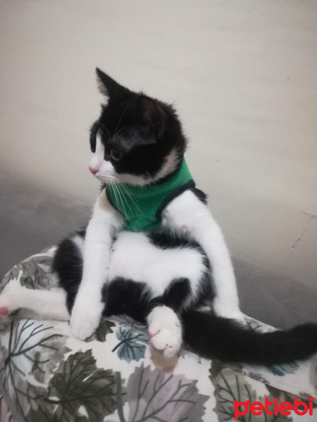 Tuxedo (Smokin) Kedi, Kedi  Müşerref fotoğrafı