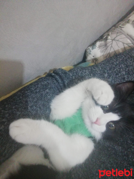 Tuxedo (Smokin) Kedi, Kedi  Müşerref fotoğrafı