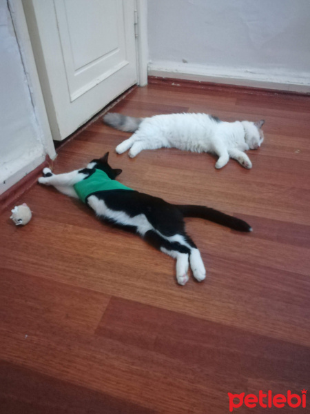 Tuxedo (Smokin) Kedi, Kedi  Müşerref fotoğrafı
