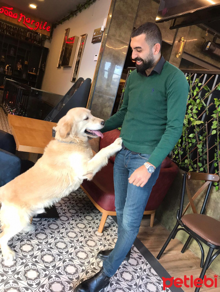 Golden Retriever, Köpek  Reo fotoğrafı