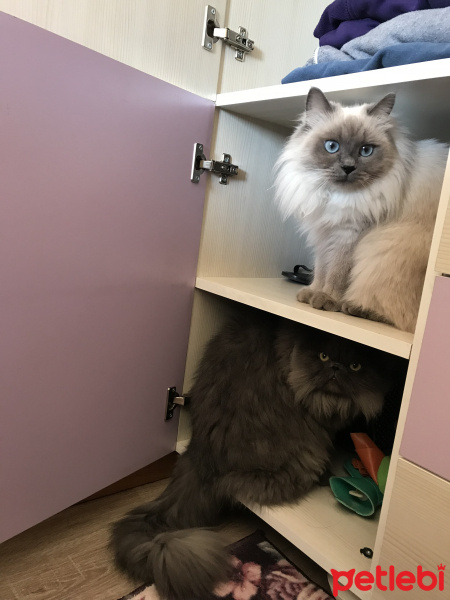 Himalayan, Kedi  mia fotoğrafı