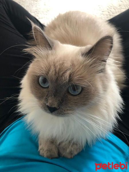 Himalayan, Kedi  mia fotoğrafı