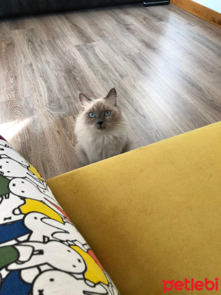 Himalayan, Kedi  mia fotoğrafı