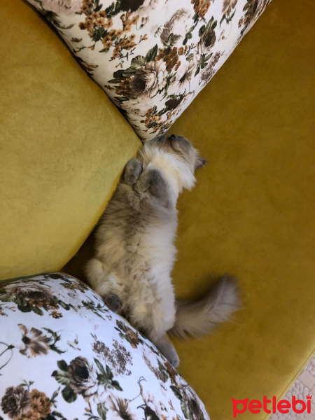 Himalayan, Kedi  mia fotoğrafı