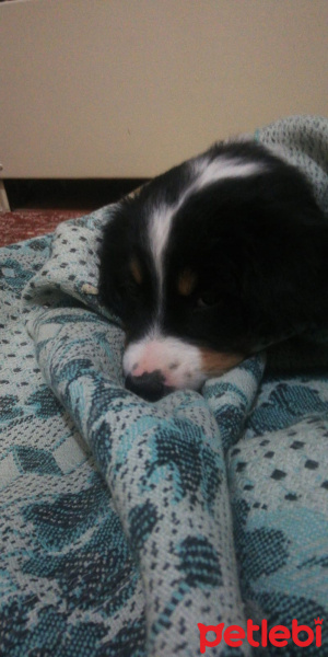 Bernese Dağ Köpeği, Köpek  Paşa fotoğrafı