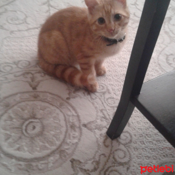 Sarman, Kedi  Tarcın fotoğrafı