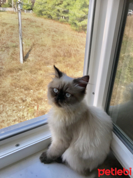 Himalayan, Kedi  Mia fotoğrafı