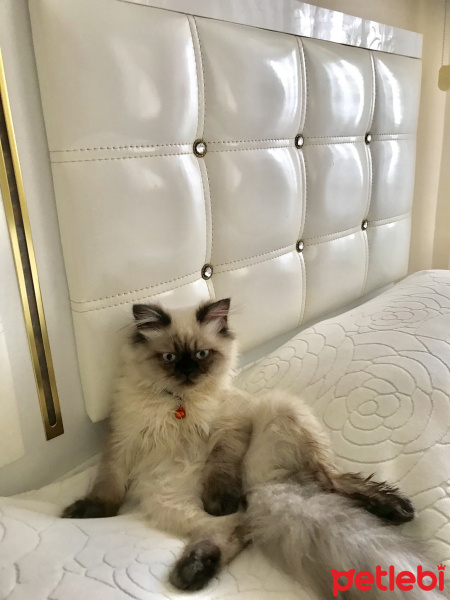 Himalayan, Kedi  Mia fotoğrafı