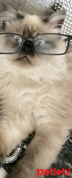 Himalayan, Kedi  Mia fotoğrafı