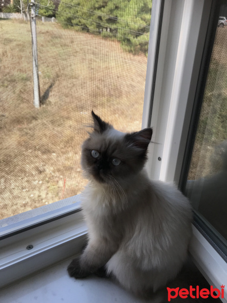 Himalayan, Kedi  Mia fotoğrafı