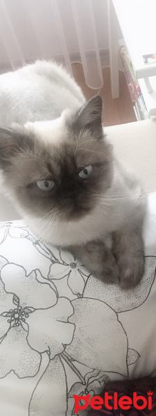 Himalayan, Kedi  Mia fotoğrafı