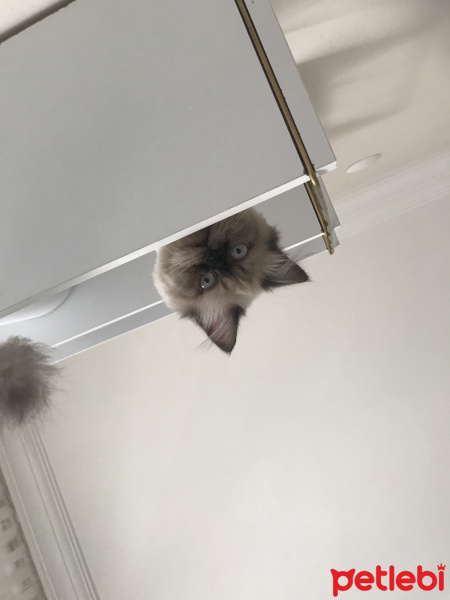 Himalayan, Kedi  Mia fotoğrafı