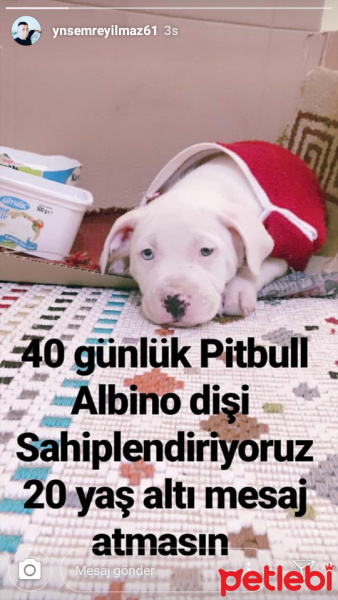 Pappilon, Köpek  Kar fotoğrafı