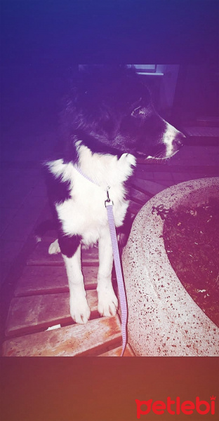 Border Collie, Köpek  Bailey fotoğrafı