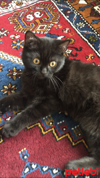 British Shorthair, Kedi  Gece fotoğrafı