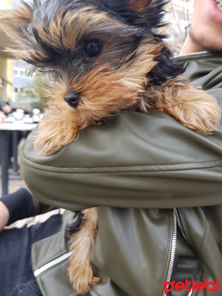 Yorkshire Terrier, Köpek  Çoko fotoğrafı