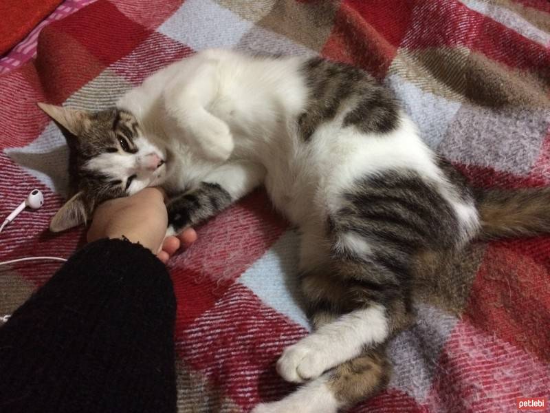 Tekir Kedi, Kedi  Petek fotoğrafı