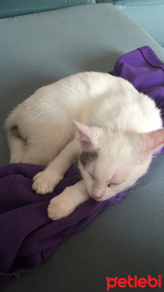 Tekir Kedi, Kedi  Bulut fotoğrafı