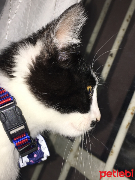 Tuxedo (Smokin) Kedi, Kedi  Bıyık fotoğrafı