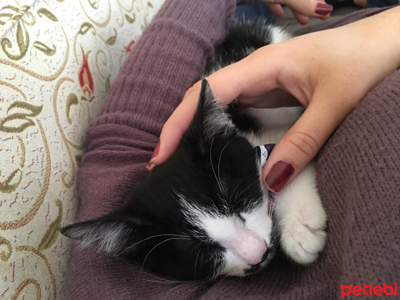 Tuxedo (Smokin) Kedi, Kedi  Bıyık fotoğrafı