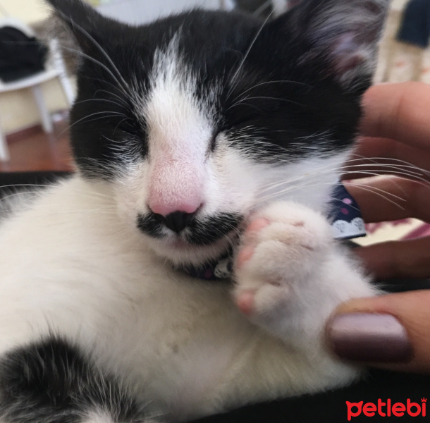 Tuxedo (Smokin) Kedi, Kedi  Bıyık fotoğrafı