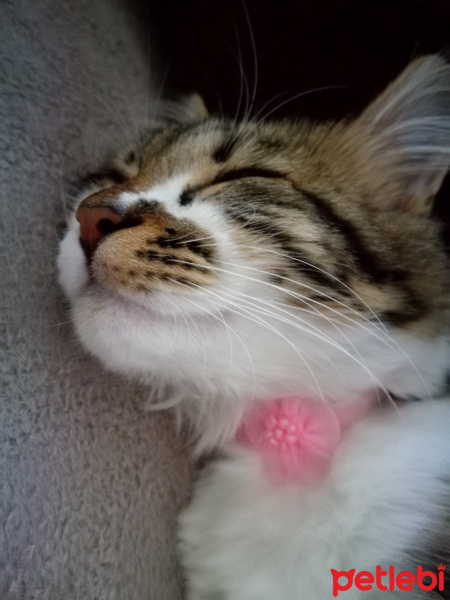 Tekir Kedi, Kedi  Mia Güngör fotoğrafı