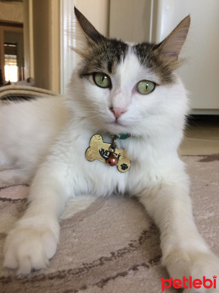 Tekir Kedi, Kedi  MİSİ fotoğrafı