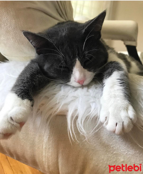 Tekir Kedi, Kedi  Duman fotoğrafı