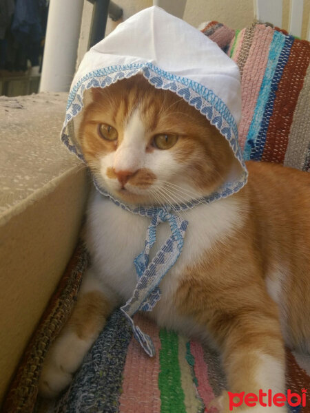 Sarman, Kedi  Abbuş fotoğrafı