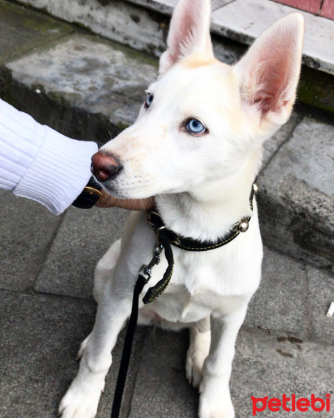 Sibirya Kurdu (Husky), Köpek  Mira fotoğrafı