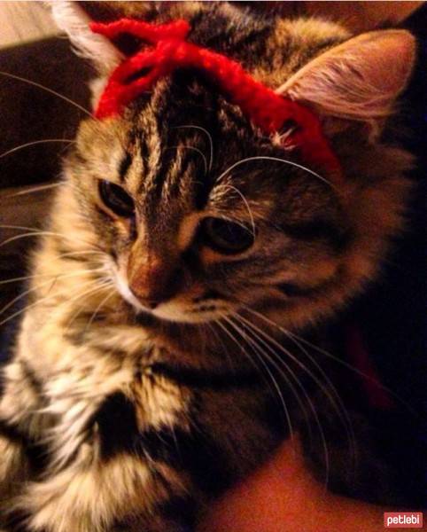 Tekir Kedi, Kedi  april fotoğrafı