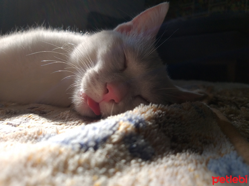 Van Kedisi, Kedi  Mooncake fotoğrafı