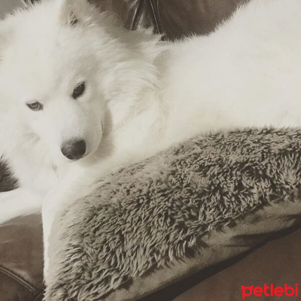 Samoyed, Köpek  Mickey fotoğrafı