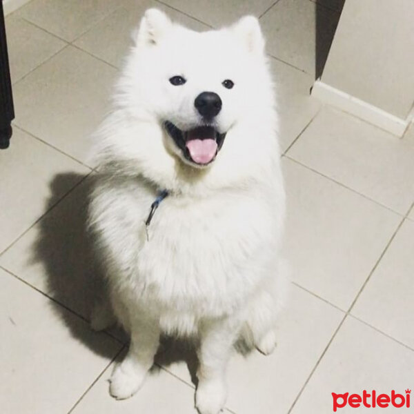 Samoyed, Köpek  Mickey fotoğrafı