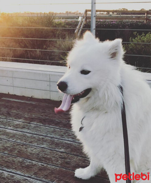 Samoyed, Köpek  Mickey fotoğrafı