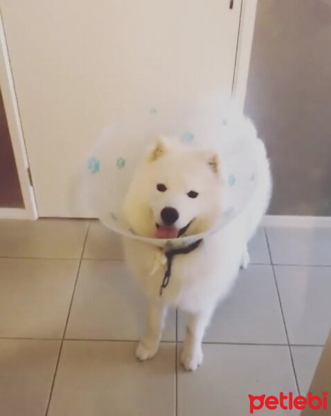 Samoyed, Köpek  Mickey fotoğrafı