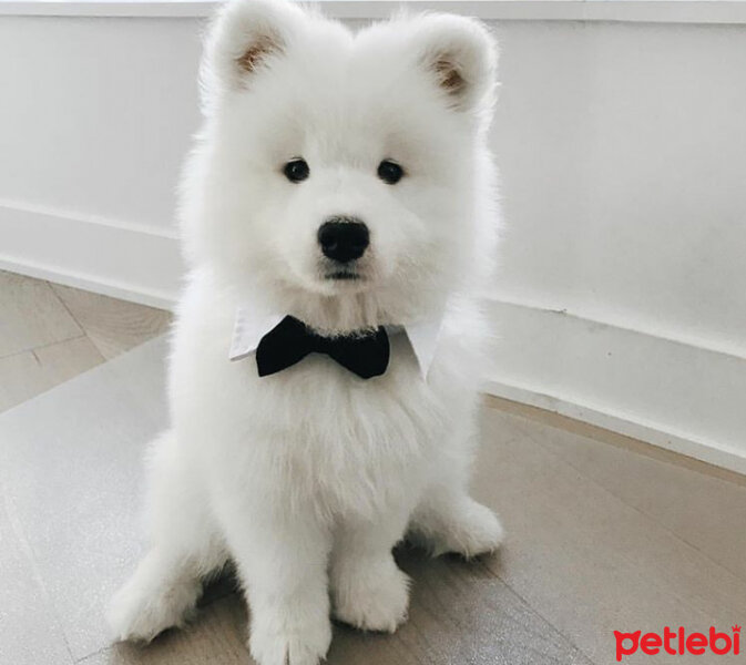 Samoyed, Köpek  Mickey fotoğrafı