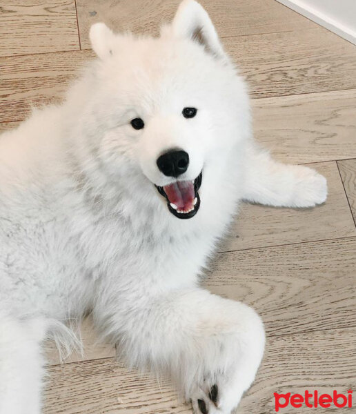 Samoyed, Köpek  Mickey fotoğrafı