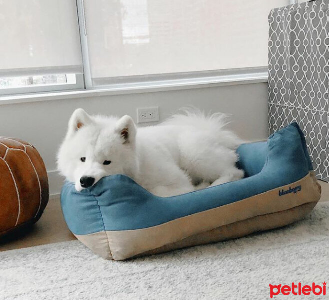 Samoyed, Köpek  Mickey fotoğrafı