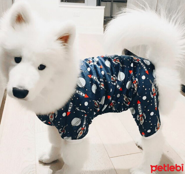 Samoyed, Köpek  Mickey fotoğrafı