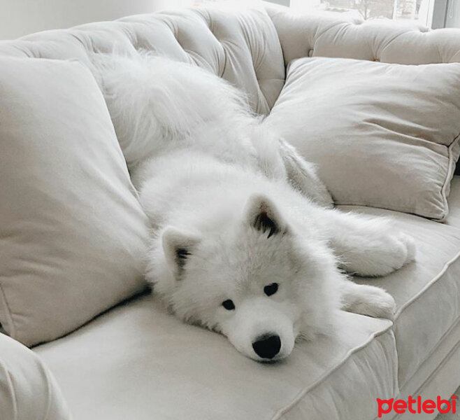 Samoyed, Köpek  Mickey fotoğrafı