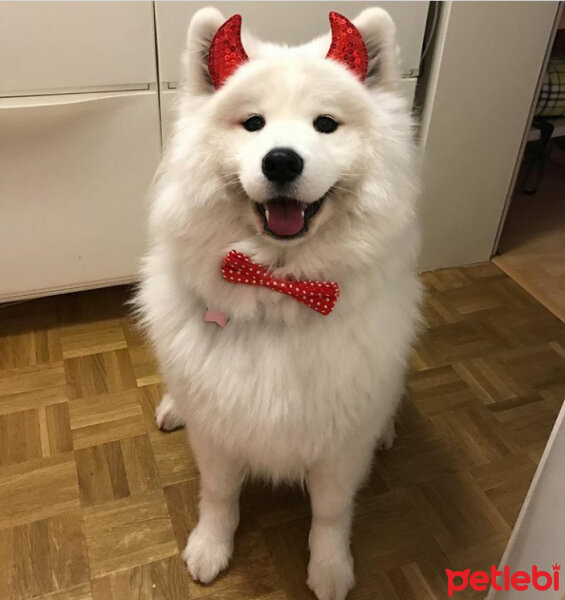 Samoyed, Köpek  Mickey fotoğrafı