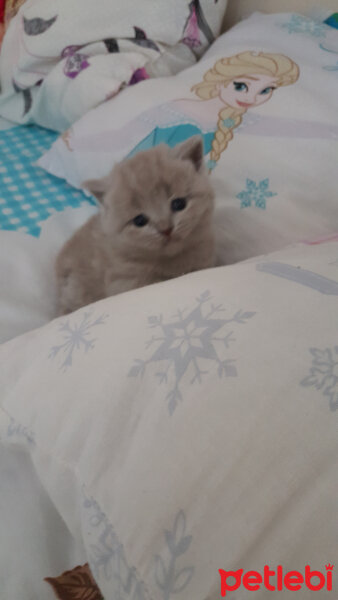 British Shorthair, Kedi  Prenses fotoğrafı