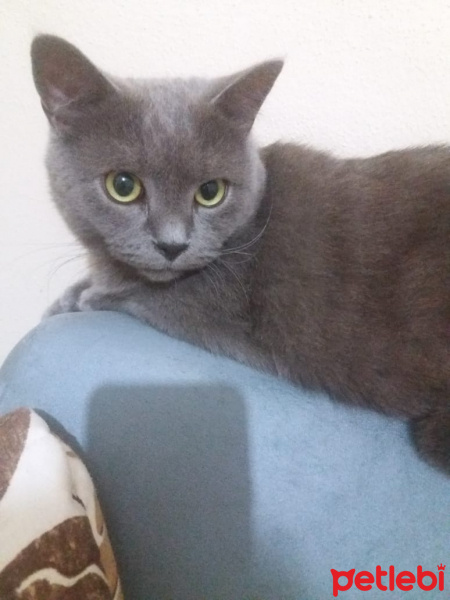 British Shorthair, Kedi  Paşam ve Oscar fotoğrafı