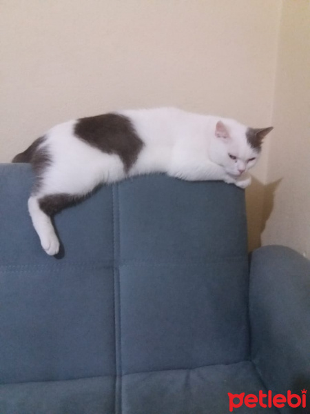British Shorthair, Kedi  Paşam ve Oscar fotoğrafı