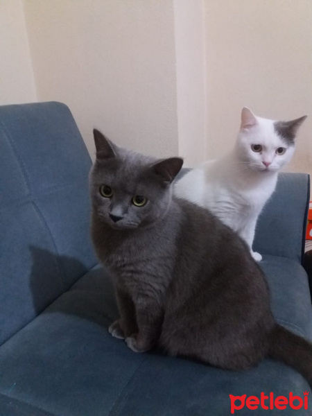 British Shorthair, Kedi  Paşam ve Oscar fotoğrafı