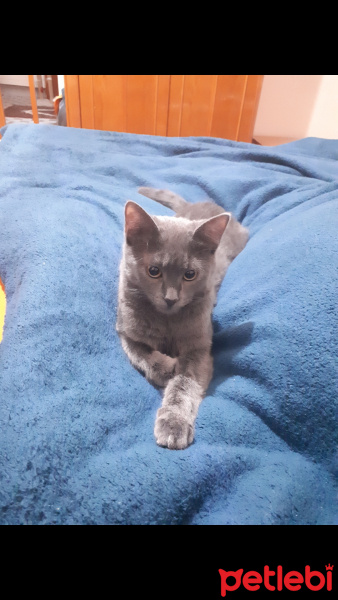 Mavi Rus, Kedi  CASPER fotoğrafı