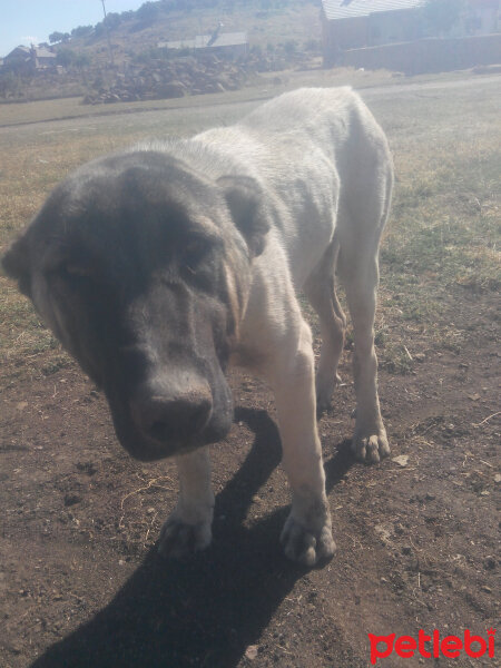 Kangal, Köpek  Karabaş fotoğrafı