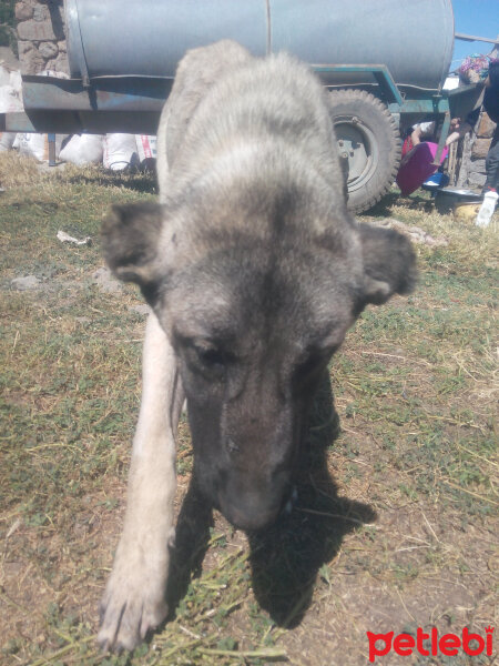 Kangal, Köpek  Karabaş fotoğrafı